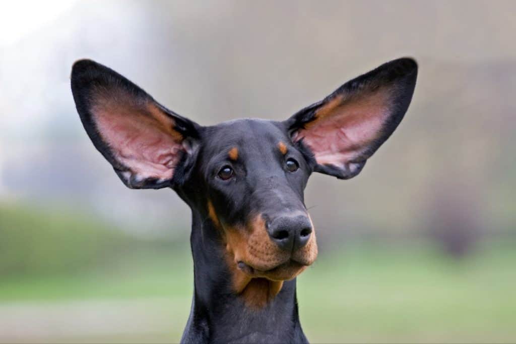 Doberman dog with big ears.