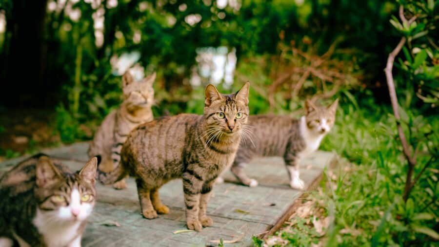 Four cats looking all buggy eyed and staring.