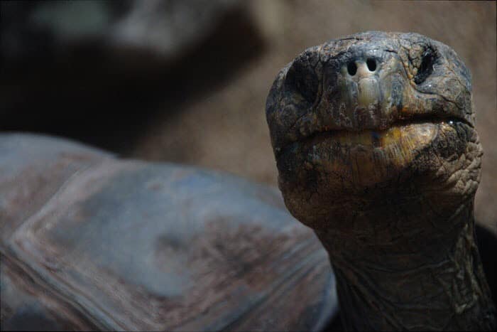 Turtle showing his head toward camera.