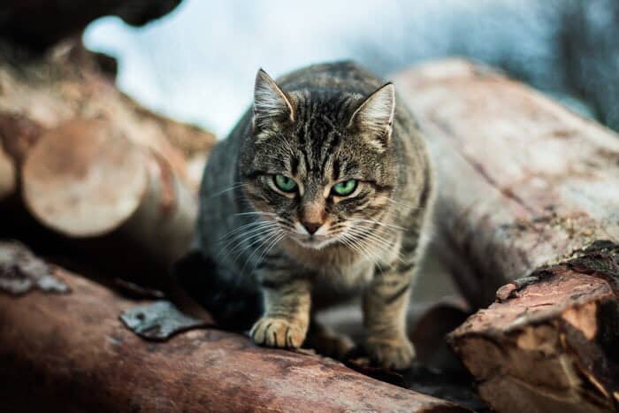 Cat looking intently.