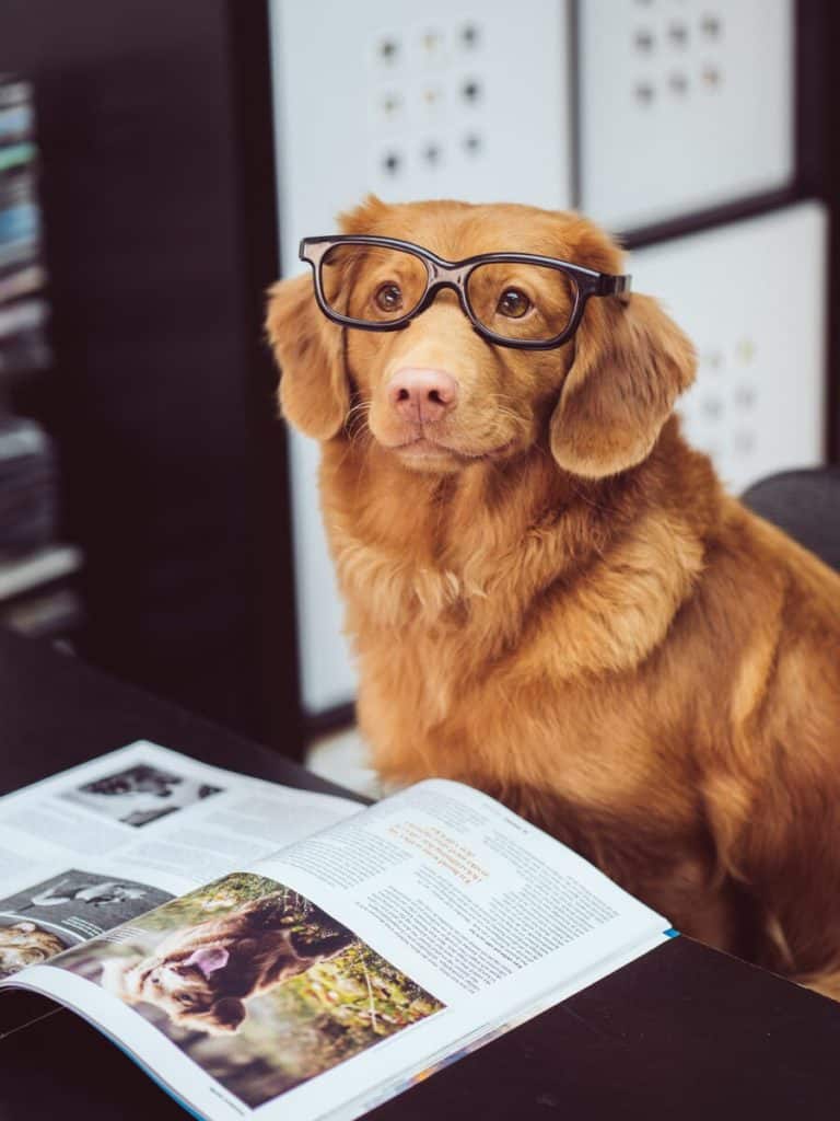 Dog wearing glasses, looking cute, in front of a magazine.